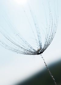 Close-up of spider on web