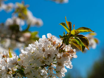 Close-up of white cherry blossom tree