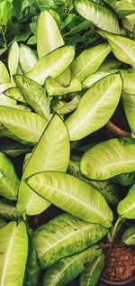 Full frame shot of leaves