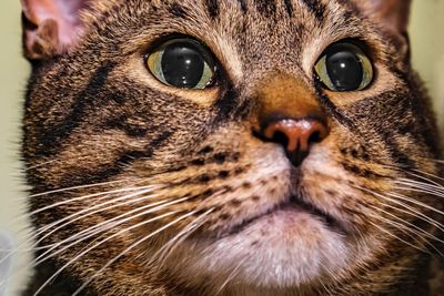 Close-up portrait of a cat