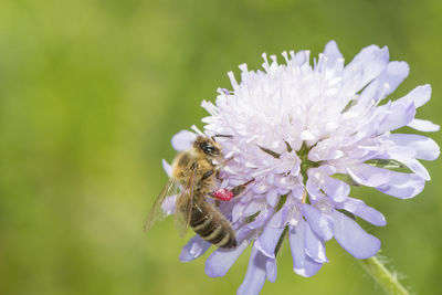 Close-up of bee on purple flower