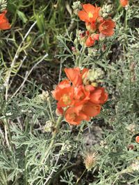 plant