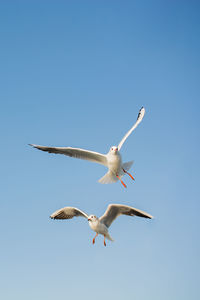 Low angle view of seagull flying in sky