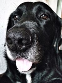 Close-up portrait of dog