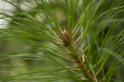 Close-up of fresh green grass