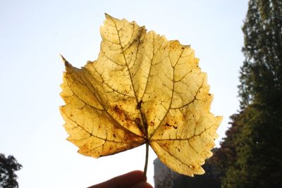 Close-up of maple leaves against clear sky