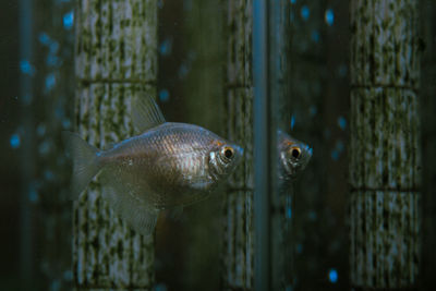 Close-up of fish swimming in aquarium