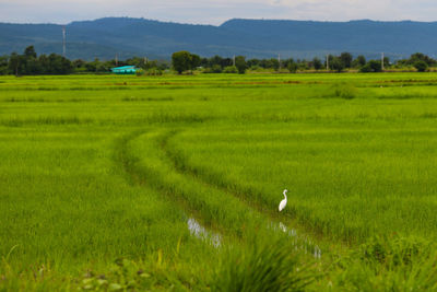 Scenic view of rice field