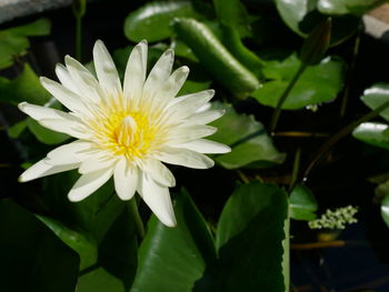 Close-up of white flowering plant