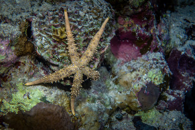 Close-up of coral in sea