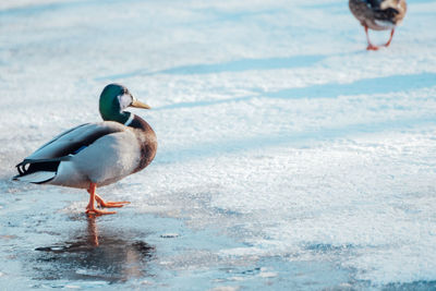 Mallard duck on the beach