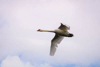 Low angle view of swan flying against sky