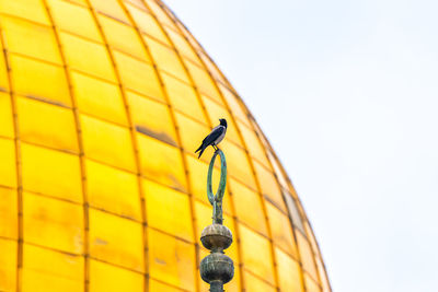 Low angle view of a bird