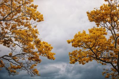 Low angle view of autumnal trees against sky