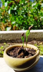 Close-up of potted plant in pot