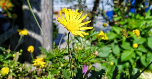 Close-up of yellow flowering plant