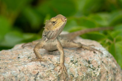 Close-up of a lizard on rock