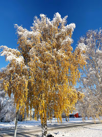 Trees against clear sky during winter