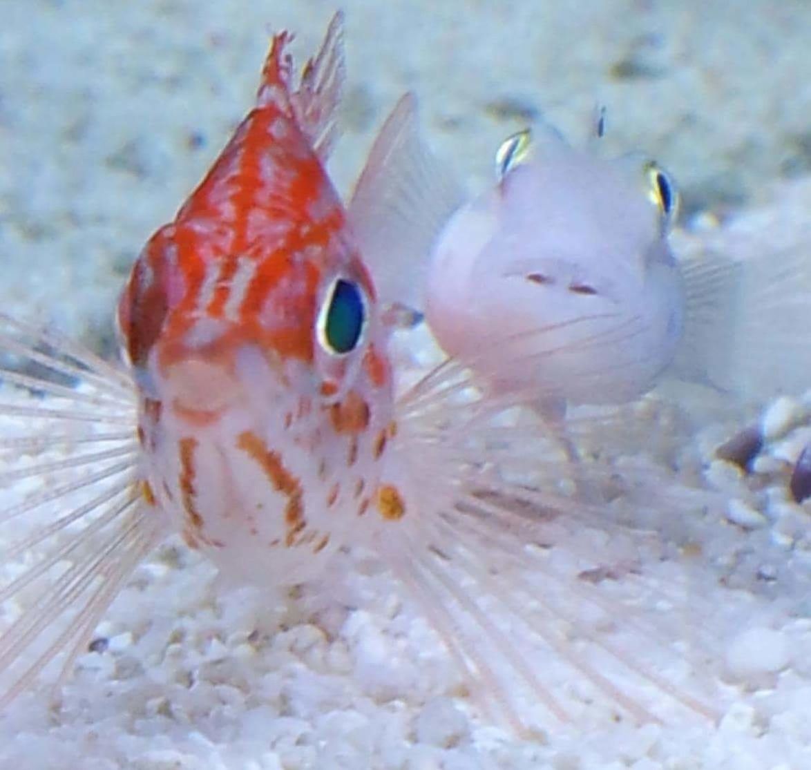 Hawkfish