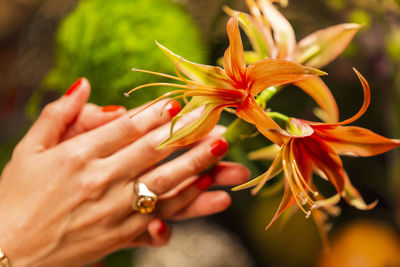 Close-up of hand holding red flowering plant