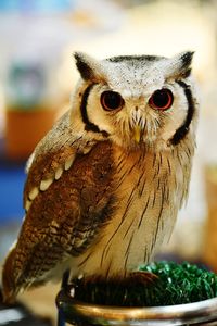 Close-up portrait of owl