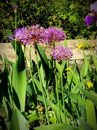 Close-up of purple flowering plants