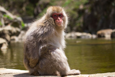 Monkey sitting on a lake