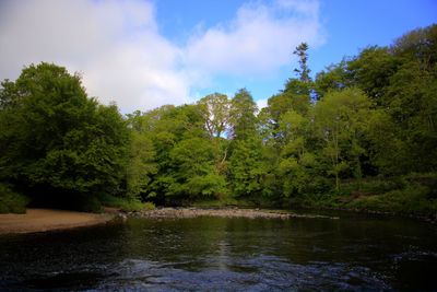Scenic view of lake by trees against sky