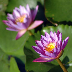 Close-up of pink water lily in pond