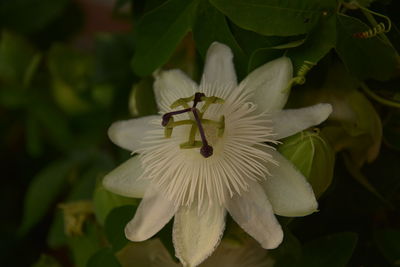 Close-up of white flowering plant