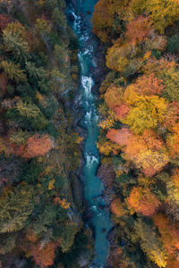 High angle view of river amidst trees during autumn