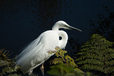 Bird perching on a lake