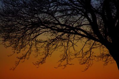 Silhouette of trees at sunset