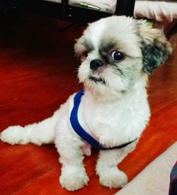 Close-up portrait of dog