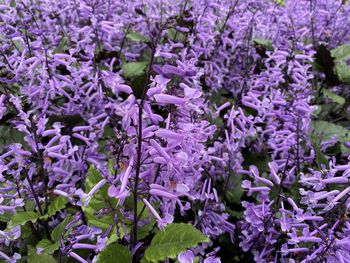 Close-up of purple flowering plants