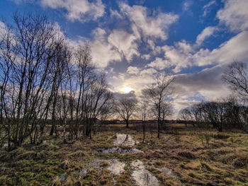 Bare trees on field against sky