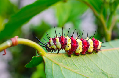 Close-up of insect on plant