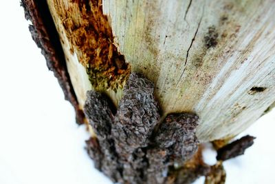 Close-up of tree trunk