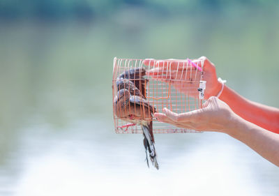 Cropped hands of woman holding birds in cage outdoors