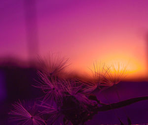 Close-up of plant against blurred background