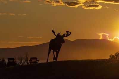 Silhouette deer standing on field against sky during sunset