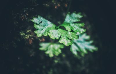 Close-up of green leaves