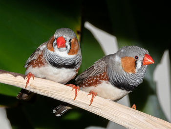 Close-up of sparrow perching on railing