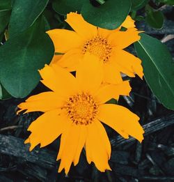 Close-up of yellow flower