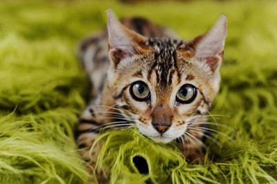 Close-up portrait of cat