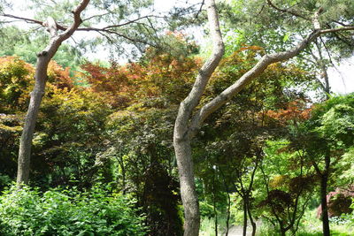 Low angle view of trees in forest