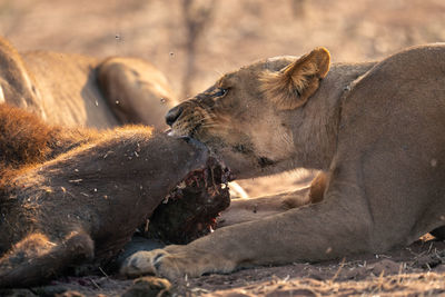 Close-up of lioness