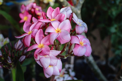 Close-up of pink flowering plants