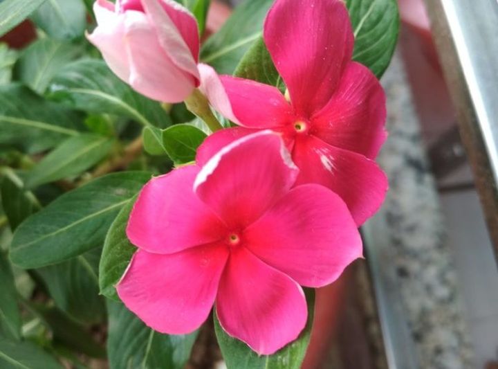 flower, flowering plant, plant, fragility, petal, vulnerability, beauty in nature, freshness, close-up, growth, inflorescence, plant part, flower head, leaf, pink color, nature, no people, day, outdoors, high angle view