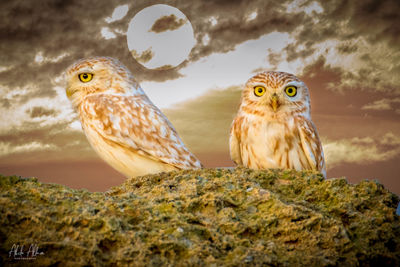 Close-up of owl perching on rock